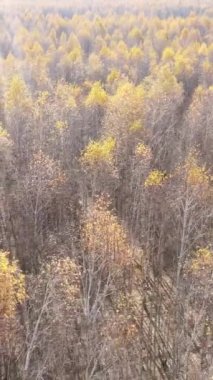 Sonbahar hava manzaralı dikey video ormanı, yavaş çekim