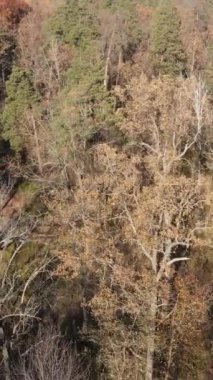 Sonbahar hava manzaralı dikey video ormanı, yavaş çekim