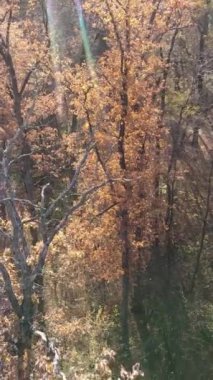 Sonbahar hava manzaralı dikey video ormanı, yavaş çekim