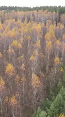 Sonbahar hava manzaralı dikey video ormanı, yavaş çekim