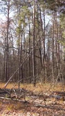 Sonbahar hava manzaralı dikey video ormanı, yavaş çekim