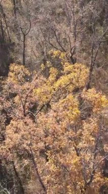 Sonbahar hava manzaralı dikey video ormanı, yavaş çekim