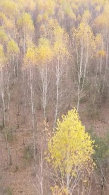 Sonbahar hava manzaralı dikey video ormanı, yavaş çekim