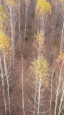 Sonbahar hava manzaralı dikey video ormanı, yavaş çekim