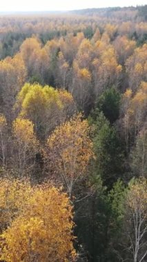 Sonbahar hava manzaralı dikey video ormanı, yavaş çekim