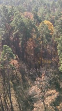 Sonbahar hava manzaralı dikey video ormanı, yavaş çekim