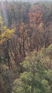 Sonbahar hava manzaralı dikey video ormanı, yavaş çekim