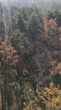 Sonbahar hava manzaralı dikey video ormanı, yavaş çekim