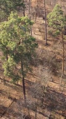 Sonbahar hava manzaralı dikey video ormanı, yavaş çekim