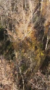 Sonbahar hava manzaralı dikey video ormanı, yavaş çekim