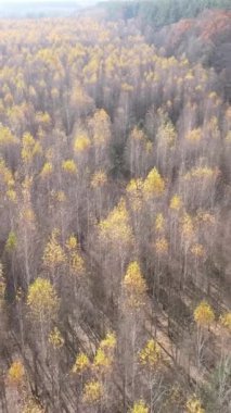 Sonbahar hava manzaralı dikey video ormanı, yavaş çekim