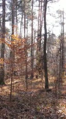 Sonbahar hava manzaralı dikey video ormanı, yavaş çekim