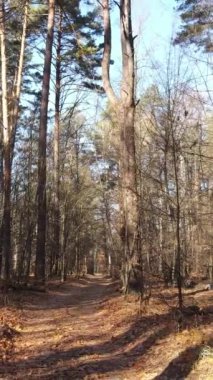 Sonbahar hava manzaralı dikey video ormanı, yavaş çekim