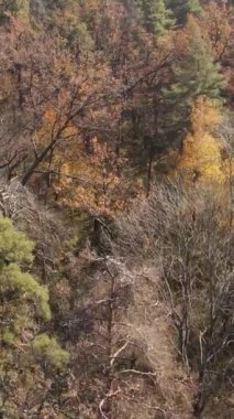 Sonbahar hava manzaralı dikey video ormanı, yavaş çekim
