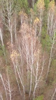 Sonbahar hava manzaralı dikey video ormanı, yavaş çekim