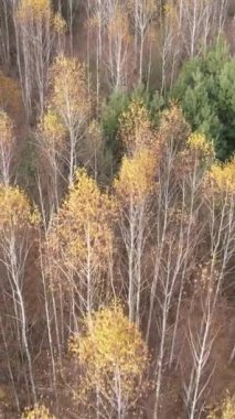 Sonbahar hava manzaralı dikey video ormanı, yavaş çekim