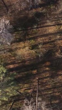 Sonbaharda orman manzarasının dikey videosu, yavaş çekim