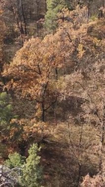 Sonbahar hava manzaralı dikey video ormanı, yavaş çekim