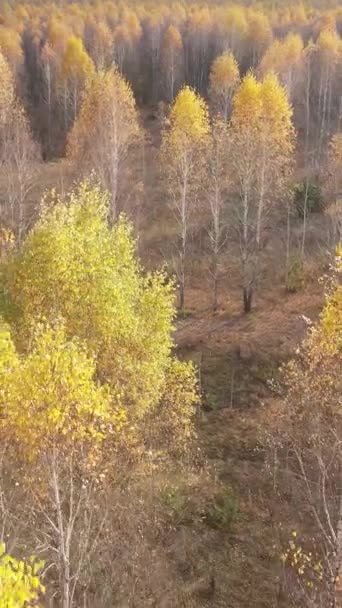 Vertical video forest in autumn aerial view, slow motion — Stock Video