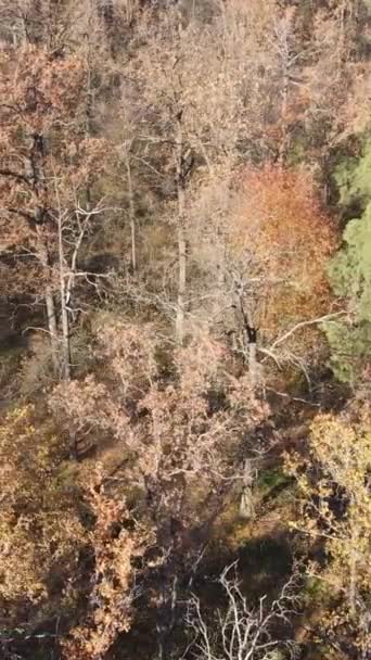 Vertikaler Videowald im Herbst Luftaufnahme, Zeitlupe — Stockvideo