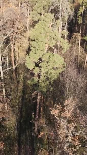 Video verticale di alberi nel bosco, rallentatore — Video Stock