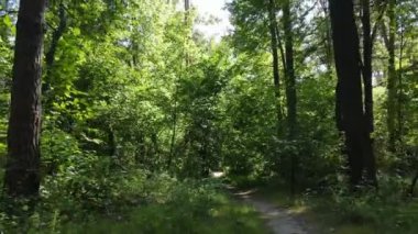 Bu görüntüler gündüz yeşil bir ormanı gösteriyor.