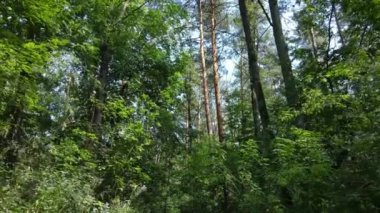 Bu görüntüler gündüz yeşil bir ormanı gösteriyor.