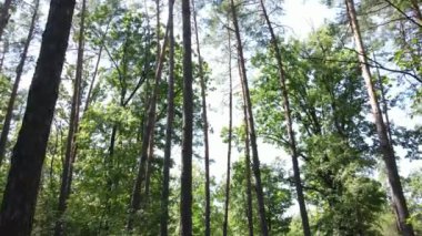 Bu görüntüler gündüz yeşil bir ormanı gösteriyor.