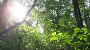 Bu görüntüler gündüz yeşil bir ormanı gösteriyor.