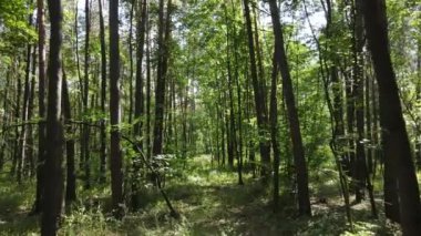 Bu görüntüler gündüz yeşil bir ormanı gösteriyor.