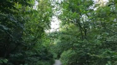 Bu görüntüler gündüz yeşil bir ormanı gösteriyor.