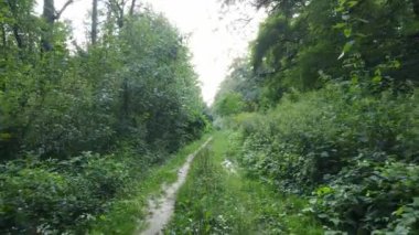Bu görüntüler gündüz yeşil bir ormanı gösteriyor.