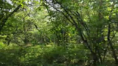 Bu görüntüler gündüz yeşil bir ormanı gösteriyor.