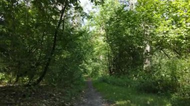 Bu görüntüler gündüz yeşil bir ormanı gösteriyor.