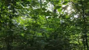 Bu görüntüler gündüz yeşil bir ormanı gösteriyor.