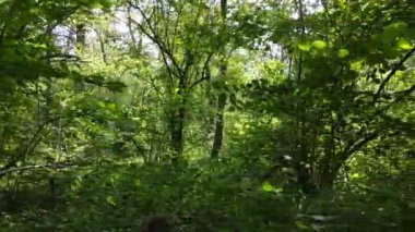 Bu görüntüler gündüz yeşil bir ormanı gösteriyor.