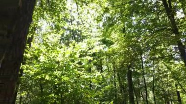Bu görüntüler gündüz yeşil bir ormanı gösteriyor.