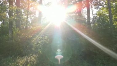 Bu görüntüler gündüz yeşil bir ormanı gösteriyor.