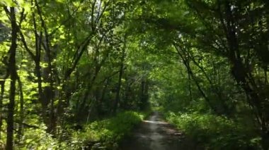 Bu görüntüler gündüz yeşil bir ormanı gösteriyor.