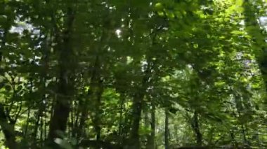 Bu görüntüler gündüz yeşil bir ormanı gösteriyor.