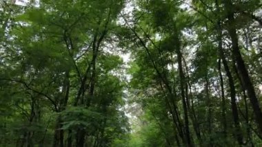 Bu görüntüler gündüz yeşil bir ormanı gösteriyor.