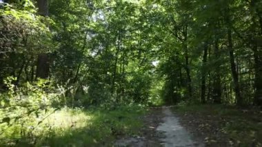 Bu görüntüler gündüz yeşil bir ormanı gösteriyor.
