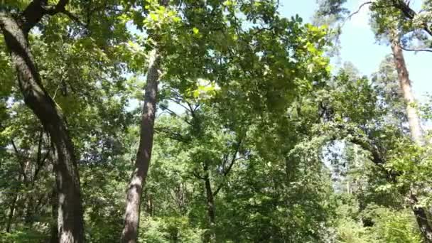 このストック映像は毎日緑の森を示しています — ストック動画