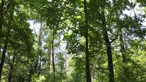 Felvétel Egy Zöld Erdőt Mutat Napról Napra — Stock videók