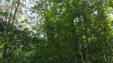 Bu görüntüler gündüz yeşil bir ormanı gösteriyor.