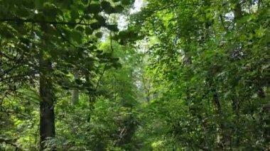 Bu görüntüler gündüz yeşil bir ormanı gösteriyor.