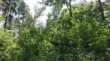 Bu görüntüler gündüz yeşil bir ormanı gösteriyor.