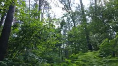 Bu görüntüler gündüz yeşil bir ormanı gösteriyor.