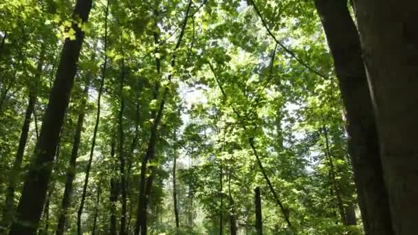 Deze Beelden Tonen Een Groen Bos Dag — Stockvideo