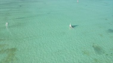 Bu video, Zanzibar açıklarında 8K çözünürlüklü yavaş çekim yapan tekneleri gösteriyor.